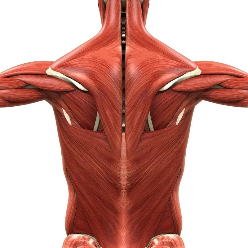 The Benefits of Myofascial Release - Muscle Works Chiropractic